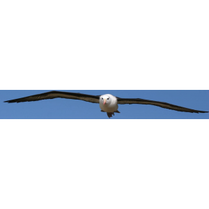 Albatross Audio Radio