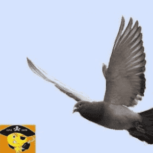 Radio De Grijze Doffer