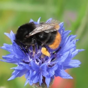 Animal & Nature Radio