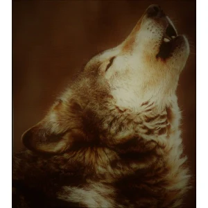 Big Dog College FM Radio